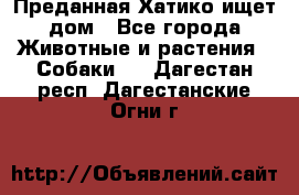 Преданная Хатико ищет дом - Все города Животные и растения » Собаки   . Дагестан респ.,Дагестанские Огни г.